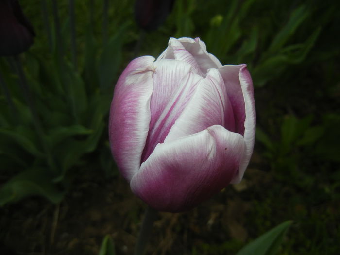 Tulipa Synaeda Blue (2015, April 20) - Tulipa Synaeda Blue