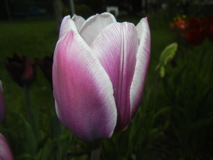 Tulipa Synaeda Blue (2015, April 20)