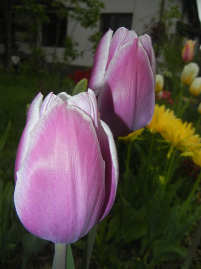 Tulipa Synaeda Blue (2015, April 21)