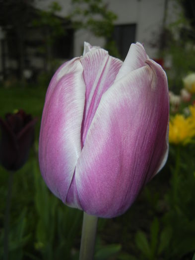 Tulipa Synaeda Blue (2015, April 21)