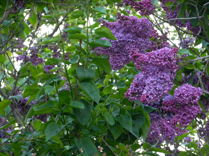 DSCN5376 - 2015_APRILIE_3