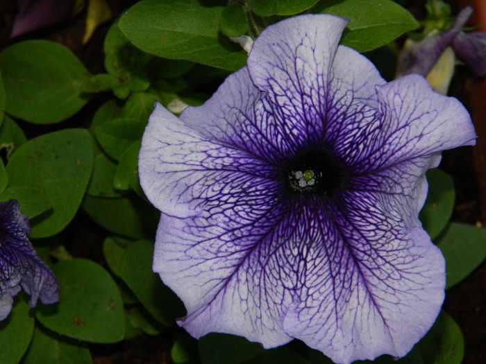 DSCN5386 - 2015_APRILIE_3