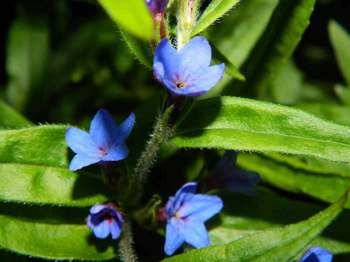 DSCN5553 - 2015_APRILIE_3