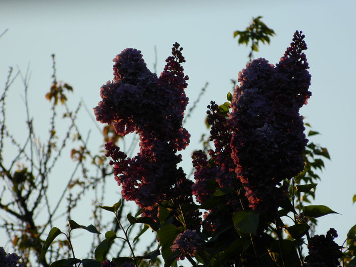 DSCN5555 - 2015_APRILIE_3