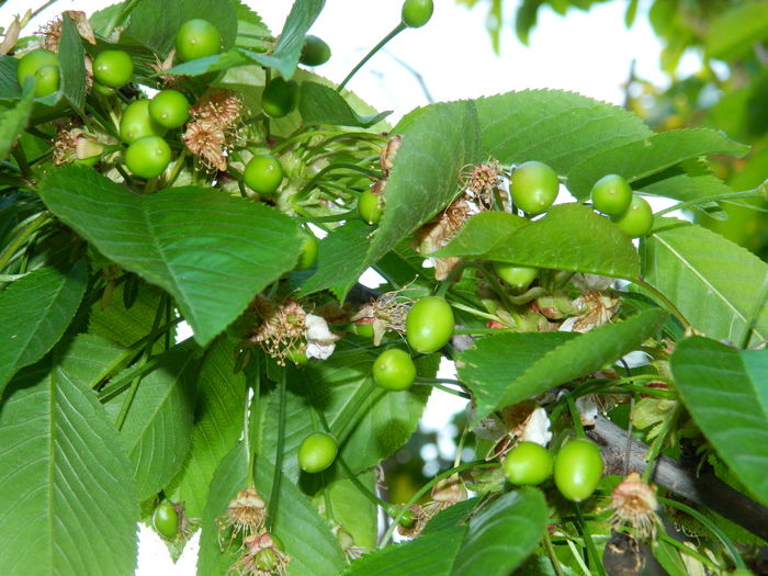 DSCN5558 - 2015_APRILIE_3