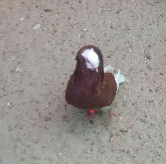 masc 2015 dnu Dinicu jud.constanta