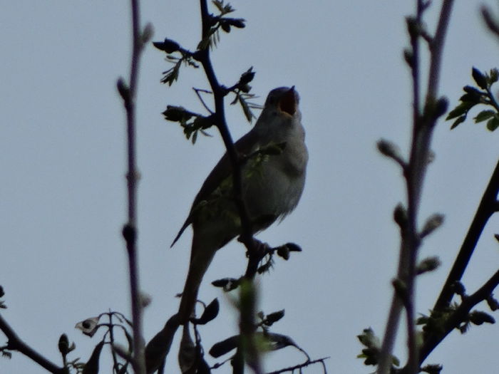 canta cu mult foc - a-vizitatorii gradinii-2015