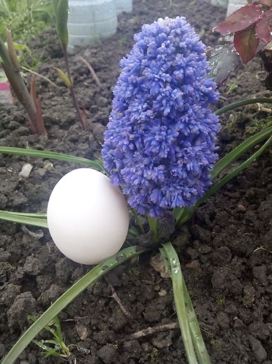 Muscari Fantasy Creation - 2015 Flori in  gradina