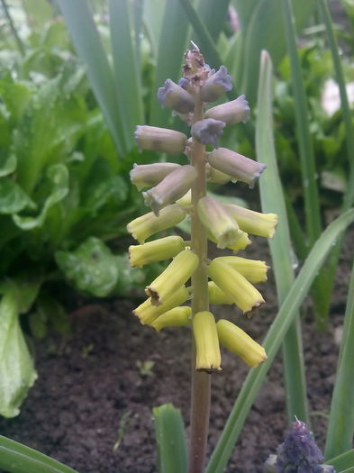 muscari Golden Fragrance - 2015 Flori in  gradina
