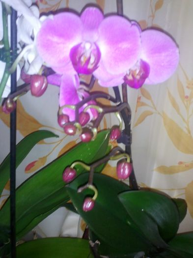 phala mov inflorita si plina de bobocei - orhidee ianuarie 2015