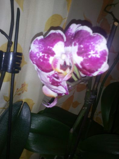 phala pistruiata - orhidee ianuarie 2015