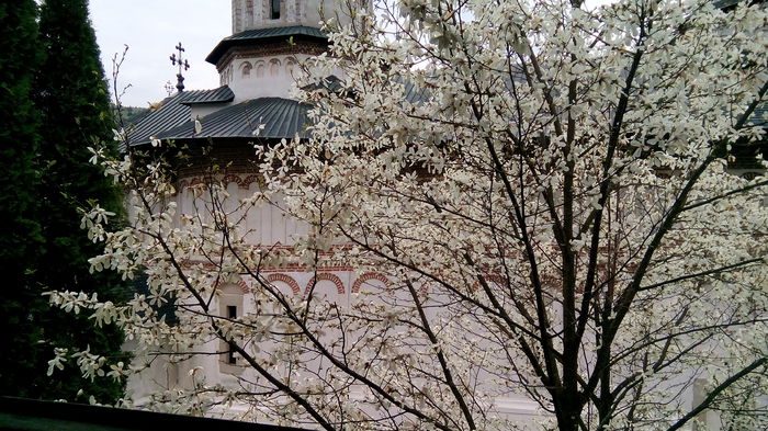 magnolie - la manastirea SECU april 2015