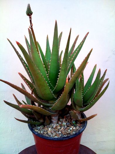 Aloe x delaetii - 25lei - Plante suculente de vanzare