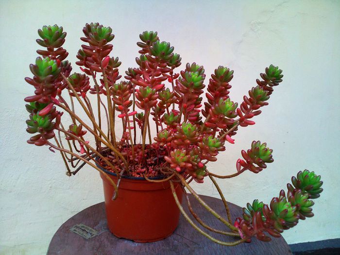 Sedum rubrotinctum - 25lei - Plante suculente de vanzare