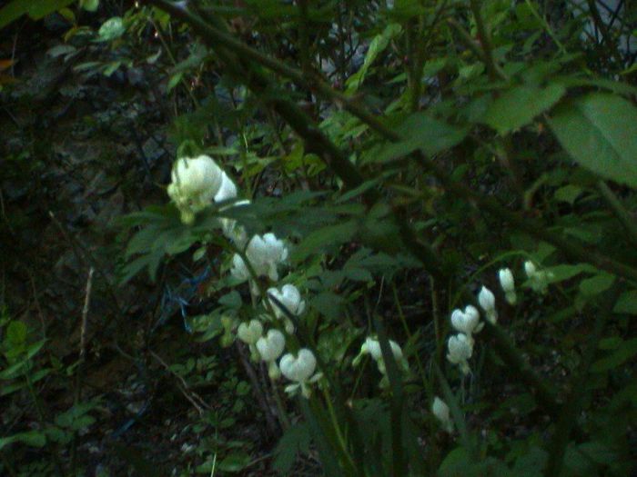 DSC01173