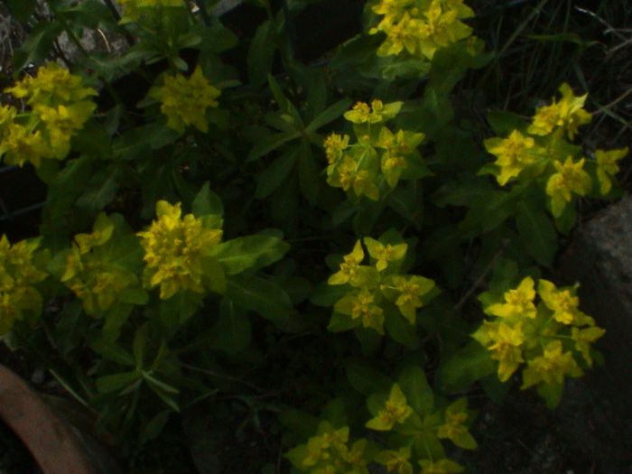DSC01200 - GRADINA MEA IN 2015