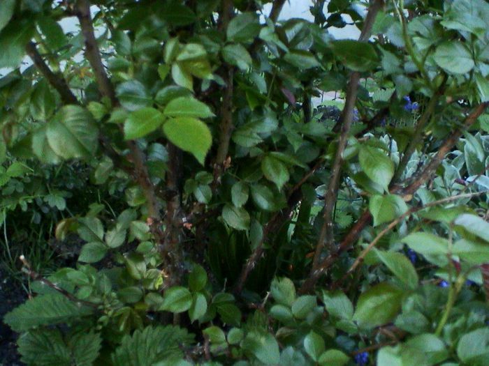 DSC01202 - GRADINA MEA IN 2015