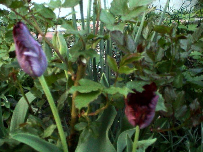 DSC01204