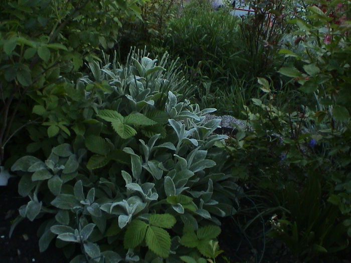 DSC01208