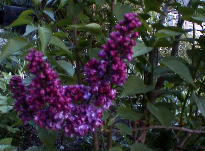 DSC01212