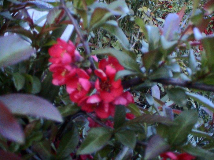 DSC01230