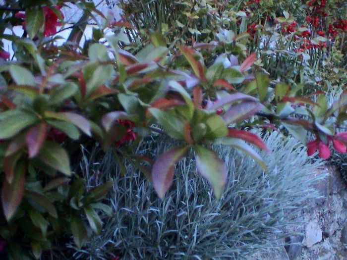 DSC01231