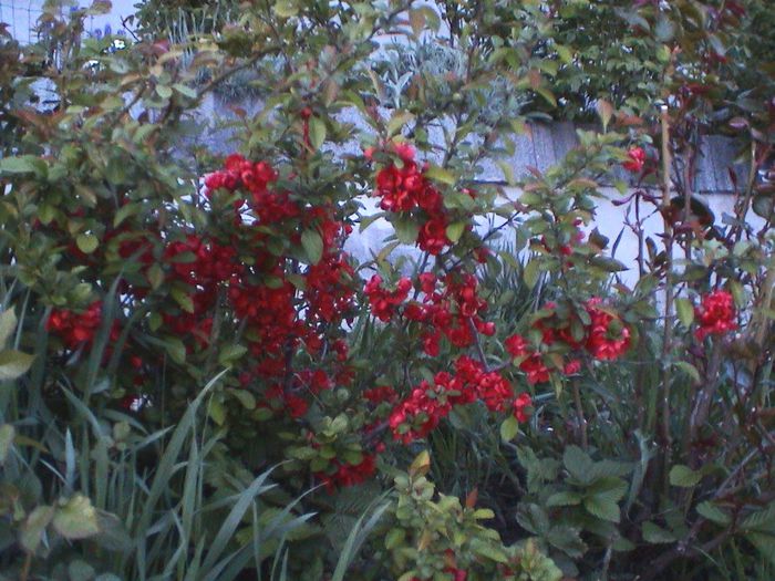 DSC01235