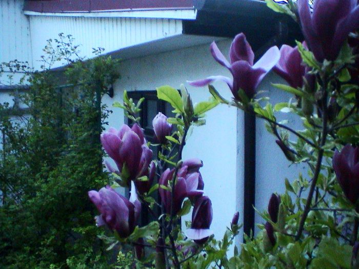 DSC01254
