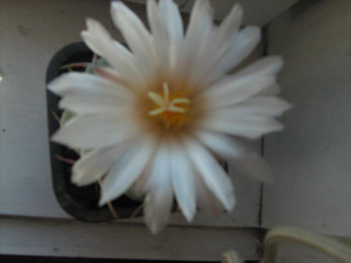 Pozele mele 002 - cactusii mei
