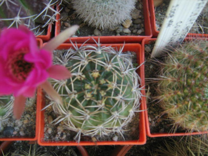 lobivia - cactusii mei