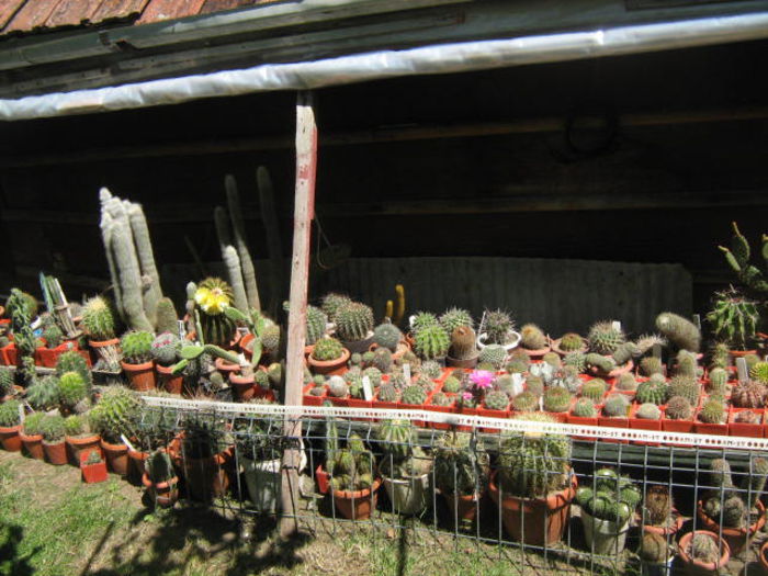 lobiviaPozele mele 024 - cactusii mei