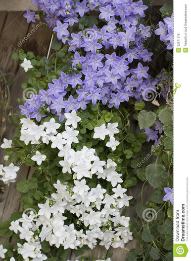 ornamental-flower-campanula-isophylla-white-mauve-called-italian-bells-32871278 - dorinte 2015