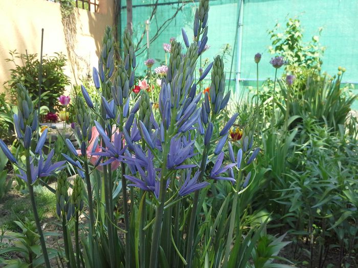 20150426_132631; camassia imbobocita
