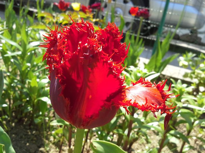 20150426_133534; lalea franjurata
