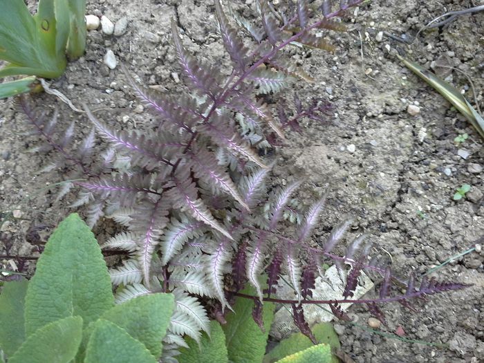 20150426_133619; feriga
