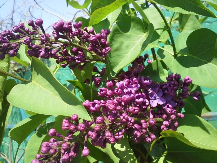 20150426_133742; liliac
