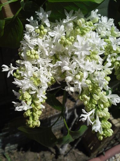 20150426_133851; liliac alb batut
