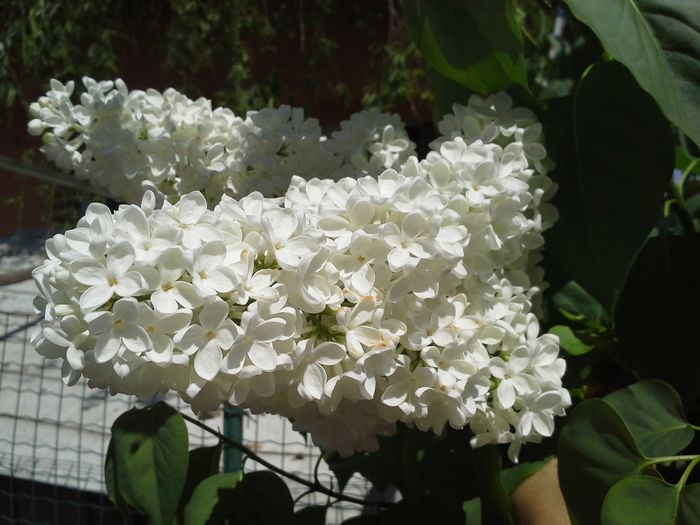 20150426_133922; liliac alb simplu
