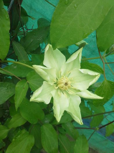 20150430_102536; prima clematita de anul acesta
