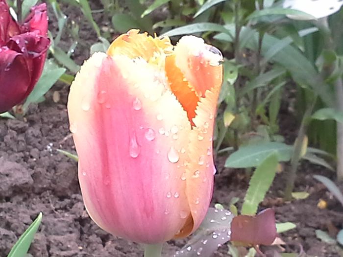 20150430_102935; lalea
