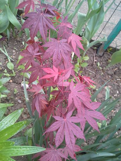 20150430_103141; artar rosu
