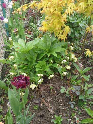 20150430_103213; spanz inflorit de trei luni
