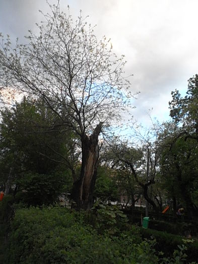 P4270395 - CALEIDOSCOP