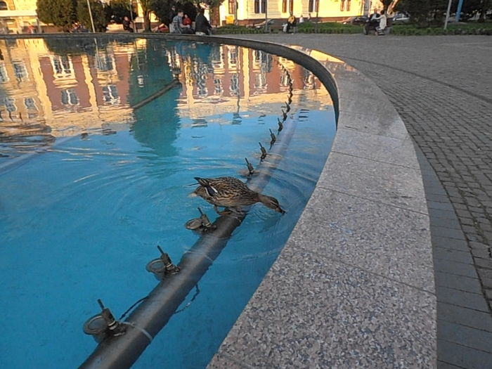 P4270229 - CALEIDOSCOP