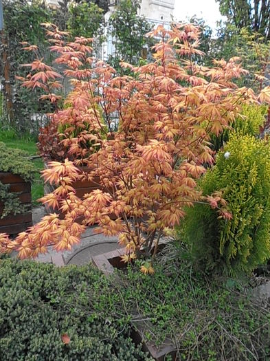 P4270301 - CALEIDOSCOP