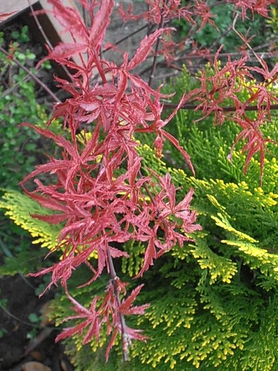 P4270325 - CALEIDOSCOP