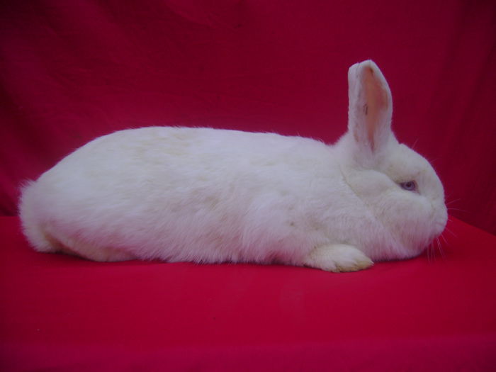 Fem X1 - 5,5 Luni - Slobozia - IL; Cuib 21.11.2014 F4 + M1
