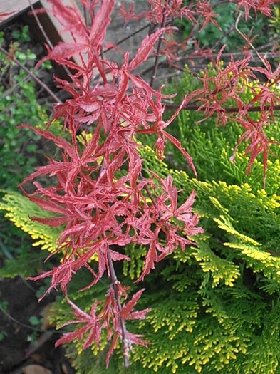 P4270324