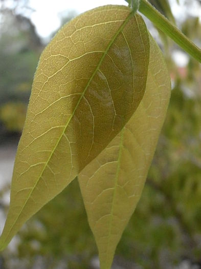 P4290724