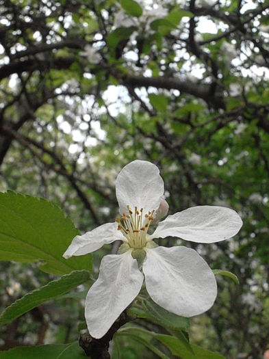 P4300794